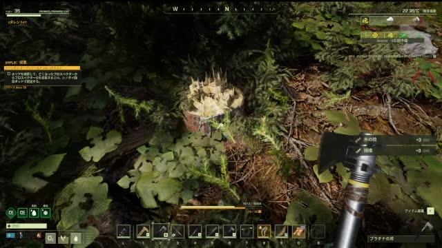 Chop Clash in the Woods